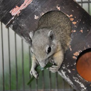 Philippine tree squirrel/ Sundasciurus philippinensis