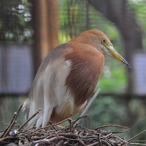 Javan pond heron/ Ardeola speciosa