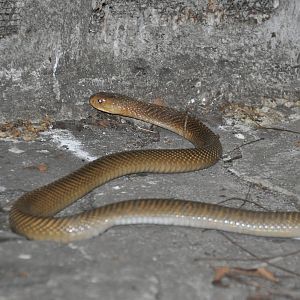 Philippine cobra/ Naja philippinensis