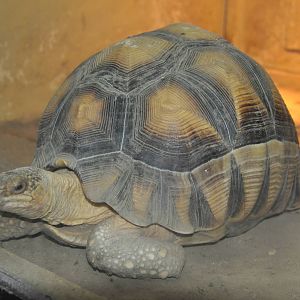 Ploughshare tortoise/ Astrochelys yniphora