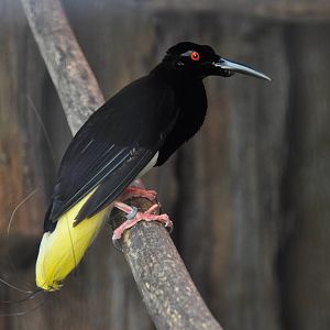 Twelve-wired bird-of-paradise/ Seleucidis melanoleuca