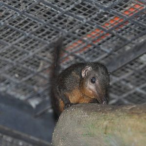 Palawan tree shrew/ Tupaia palawanensis