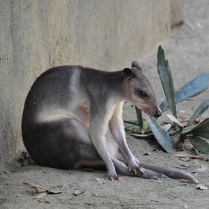 White-striped dorcopsis/ Dorcopsis hageni