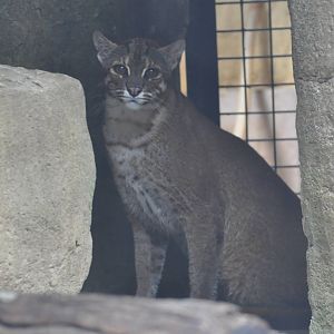 Asiatic golden cat/ Catopuma temminckii