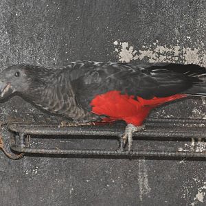 Pesquet`s parrot/ Psittrichas fulgidus