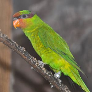 Mindanao lorikeet/ Trichoglossus johnstoniae johnstoniae