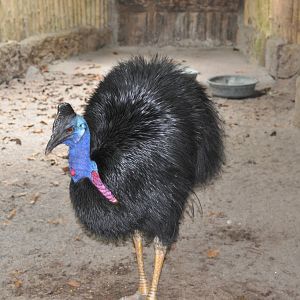 Bennett`s cassowary/ Casuarius bennetti loriae