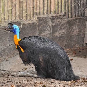 Single-wattled cassowary/ Casuarius unappendiculatus aurantiacus