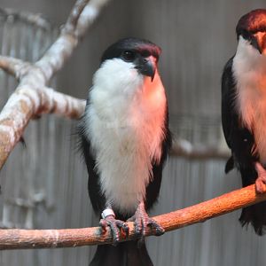 Philippine falconet/ Microhierax erythrogenys erythrogenys