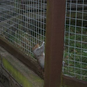 Sewerby Zoo, Grey Squirrel stuck in mesh of Macaw Aviary25th January 2013