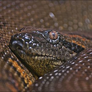 Anaconda at Hellabrunn, München