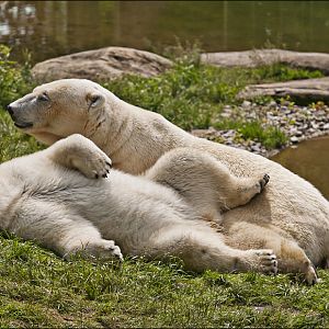 Polarbears at Hellabrunn, München