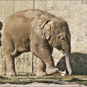 Elephant at Hellabrunn, München