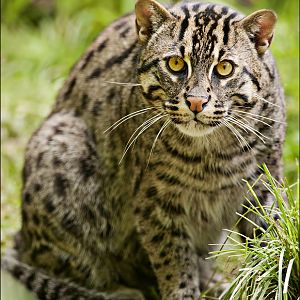 Fishing cat at Hellabrunn, München