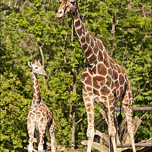 Giraffes at Hellabrunn, München