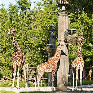Giraffes at Hellabrunn, München