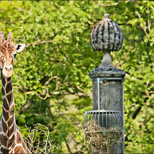 Giraffe at Hellabrunn, München