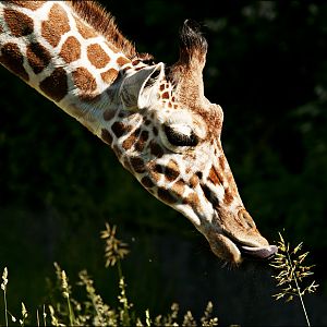 Giraffe at Hellabrunn, München