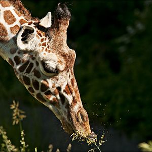 Giraffe at Hellabrunn, München