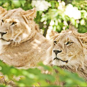 Lions at Hellabrunn, München