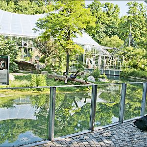 Lionenclosure at Hellabrunn, München