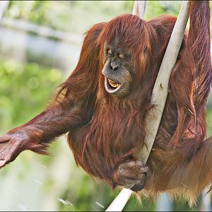 Orang at Hellabrunn, München