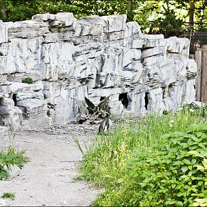 New penguinenclosure at Hellabrunn, München