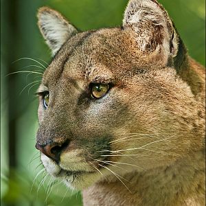 Montana puma at Hellabrunn, München