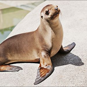 Sealion at Hellabrunn, München
