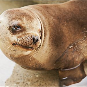 Sealion at Hellabrunn, München