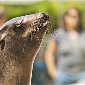Sealion at Hellabrunn, München