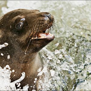 Sealion at Hellabrunn, München
