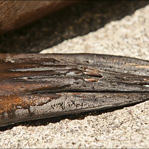 Sealion at Hellabrunn, München