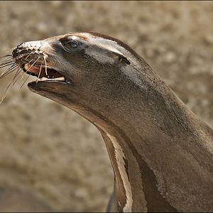 Sealion at Hellabrunn, München