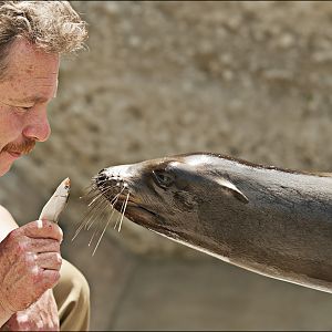 Sealion at Hellabrunn, München