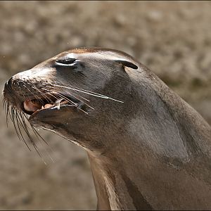Sealion at Hellabrunn, München