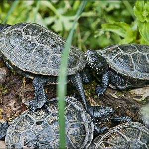 Turtles at Hellabrunn, München