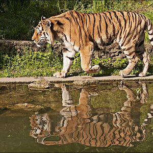 Tiger at Hellabrunn, München