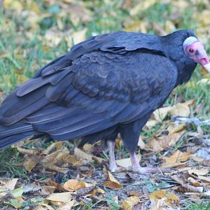 turkey vulture