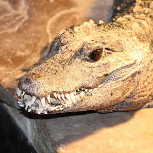 Osteolaemus tetraspis