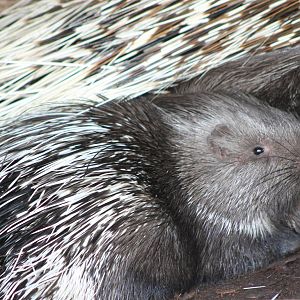 Young African crested porcupine