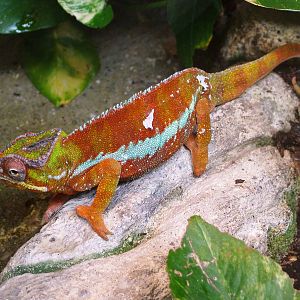 Panther Chamaeleon at Liberec, 28/08/12