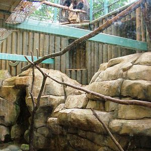 Rufous Hornbill Aviary at Liberec, 28/08/12