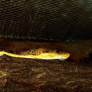 Timor Python at Liberec, 28/08/12