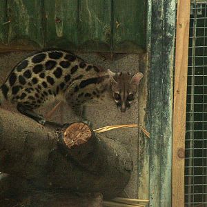 Large-spotted (Blotched) Genet at Liberec, 28/08/12