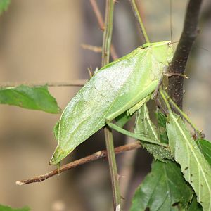 leaf grasshopper species ?