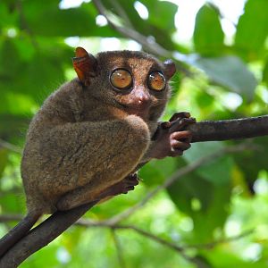 Philippine tarsier / Carlito syrichta. Tarsier Conservation Area. Bohol