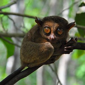 Philippine tarsier / Carlito syrichta. Tarsier Conservation Area. Bohol