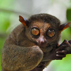 Philippine tarsier / Carlito syrichta. Tarsier Conservation Area. Bohol