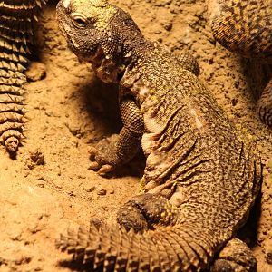 Uromastryx aegypticus